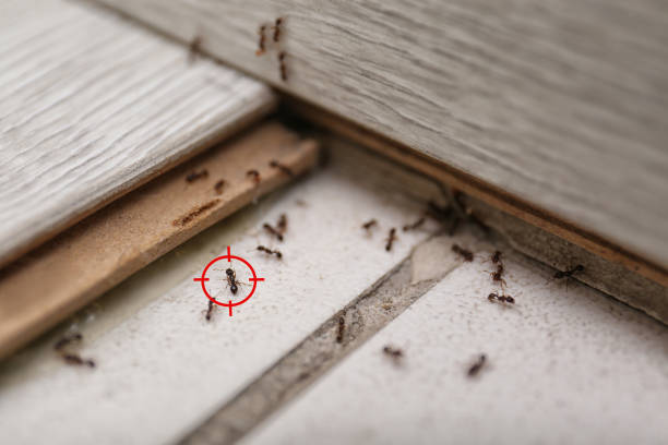 Best Cockroach Control Services  in Pine Grove, CA