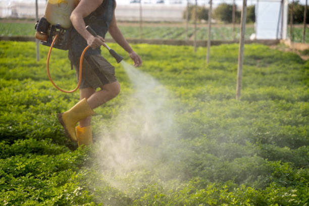 Best Insect Control  in Pine Grove, CA