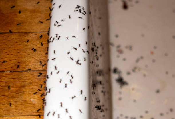 Best Bed Bug Extermination  in Pine Grove, CA
