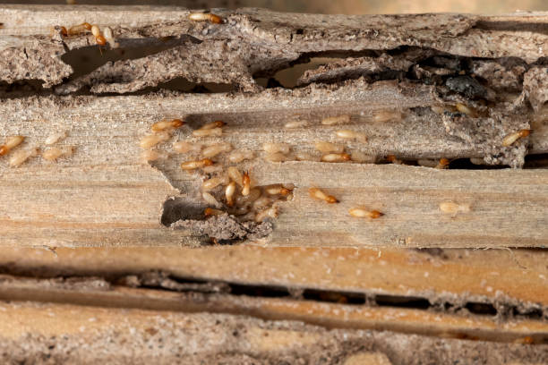 Best Pest Prevention Services  in Pine Grove, CA